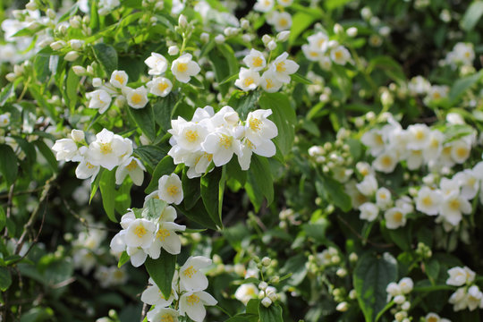 Beautiful jasmine flowers in the garden, summertime