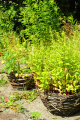 Fresh mint growing in the garden