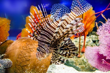 Lionfish, Turkeyfish, Firefish,