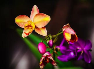 orchid  flower colorful nature on black background