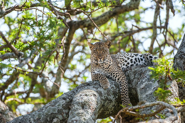 Leopard on a tree. The leopard hides from solar hot beams on a tree. The leopard (Panthera pardus)