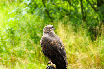 Common Buzzard beautiful portrait with green natural background