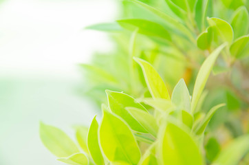 Fototapeta na wymiar leaf blurred background