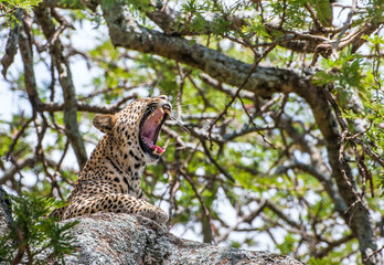 Obraz na płótnie Canvas Yawning Leopard on a tree. The leopard hides from solar hot beams on a tree. The leopard (Panthera pardus)