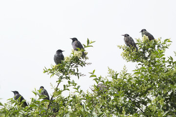 Birds on a tree branch in the spring