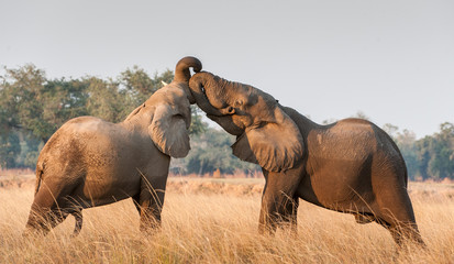 Fighting African elephants in the savannah. African savanna elephant African bush elephant, Loxodonta africana