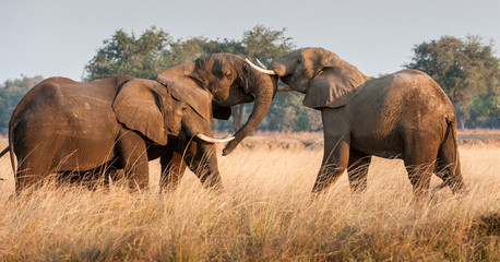 Fototapeta na wymiar Fighting African elephants in the savannah. African savanna elephant African bush elephant, Loxodonta africana