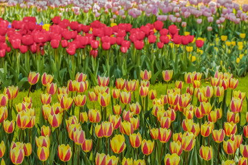 Fototapeta premium 美しいチューリップの花