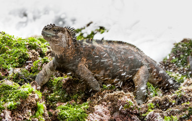The Marine Iguana (Amblyrhynchus cristatus) on the stony lava coast.