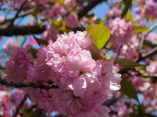 Detail of New Spring Cherry Blossom Tree