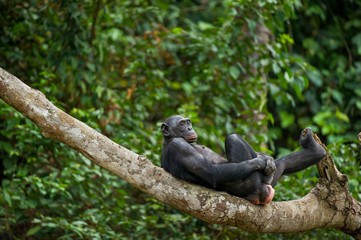 Bonobo (Pan Paniscus) on a tree branch.