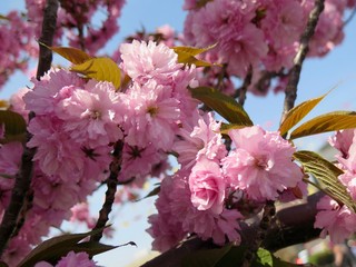Detail of New Spring Cherry Blossom Tree
