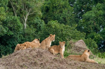 Close up of lion cubs laying together waiting upon mother.