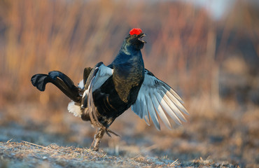 Sunrise portrait of a lekking black grouse (Tetrao tetrix)