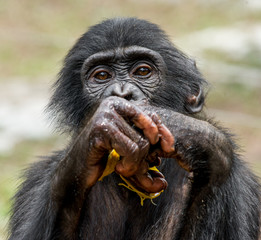 Obraz premium Close up Portrait of a juvenile bonobo. Cub of a Chimpanzee bonobo ( Pan paniscus).