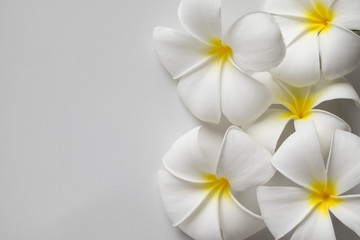 Fototapeta na wymiar White plumeria flower isolated on White background