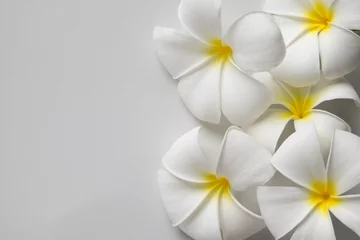 Zelfklevend Fotobehang White plumeria flower isolated on White background © korkeng