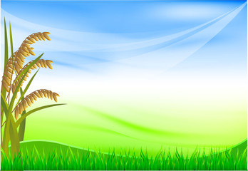 Obraz na płótnie Canvas rice corner on blue sky background wiht green wave and grass, vector