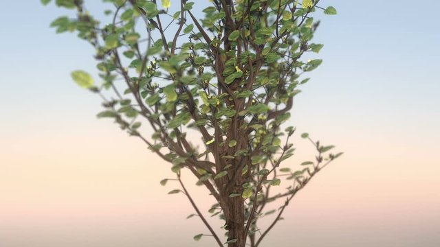 Growing tree 3d animation with orbiting camera movement on clear sky background with bright sun.