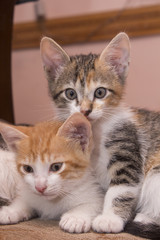 gatitos dulces mascotas (Hermanos)