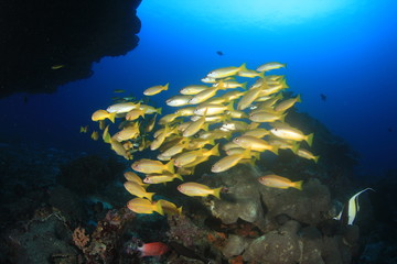 Underwater coral reef and fish in ocean