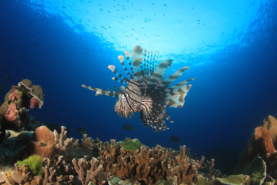 Lionfish on coral reef underwater in ocean