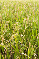 Ripening rice in a paddy field