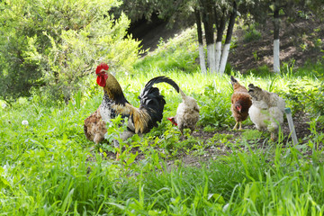 rooster and chickens