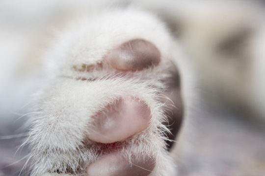 gatitos dulces mascotas (Pata)