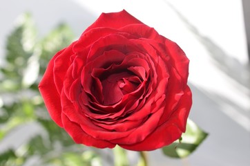macro rose