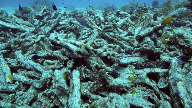 Dead corals on coral reef due to a combination of global warming and reef bomb fishing 