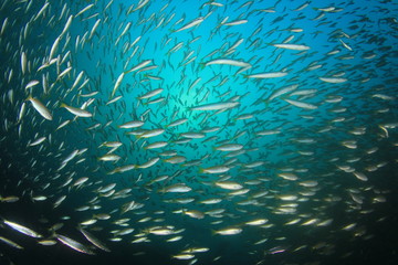 Fototapeta na wymiar Fish school ocean sea