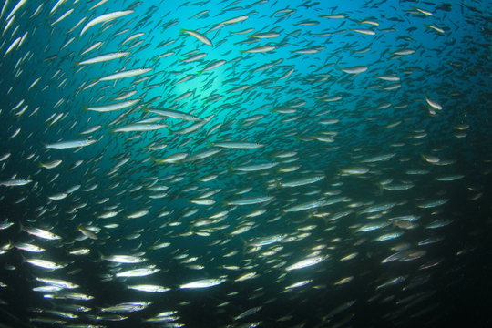 Underwater fish school ocean sea