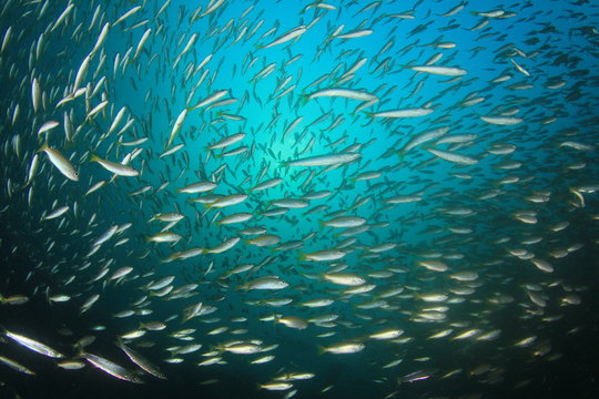 Fish school ocean sea
