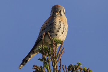 Male kestrel in the wild