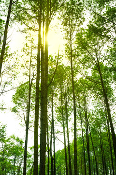 Sunlight in the green pine forest, spring time. Warm sun in forest