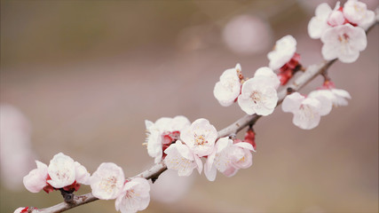 Obraz premium Detail of a flowering branch of cherry.