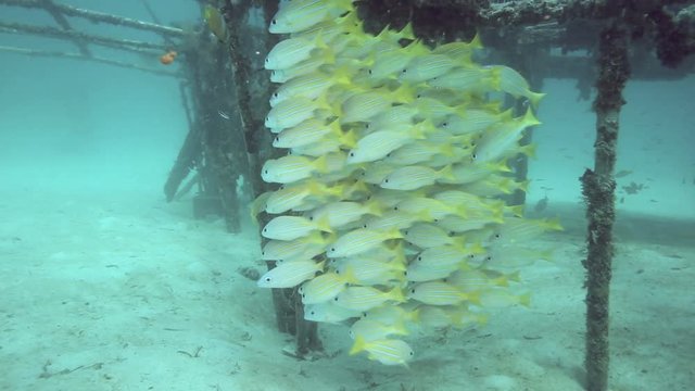 School of bluestripe snapper (Lutjanus kasmira) swimming under artificial reef at Mabul Island, Borneo 