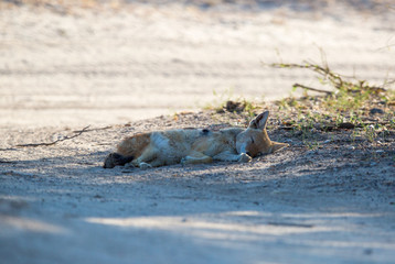 Black-backed Jackal sleeping