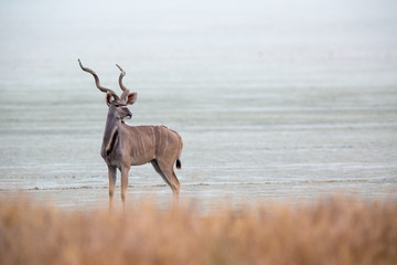 Kudu Etosha pan