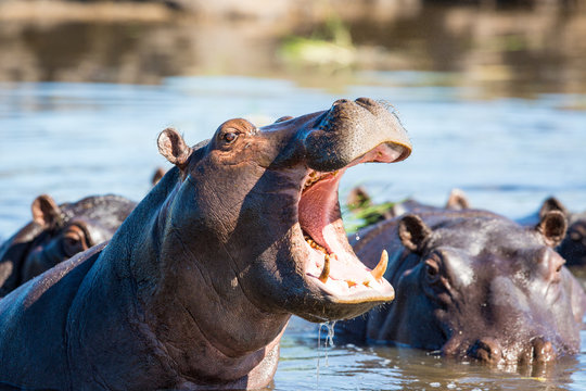 Hippo showing teeth