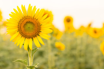 Obraz na płótnie Canvas Sun flower with copy space.