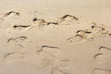 Foot prints on a sandy beach