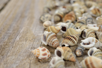 Seashells