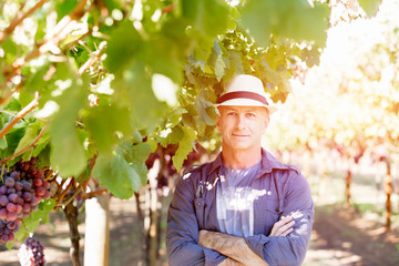 Man standing in vineyard