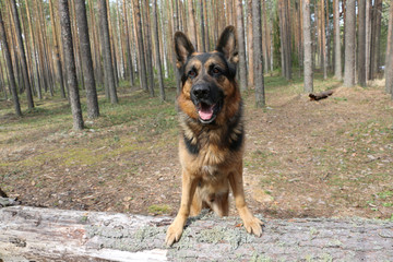 German shepherd dog in beautiful spring day
