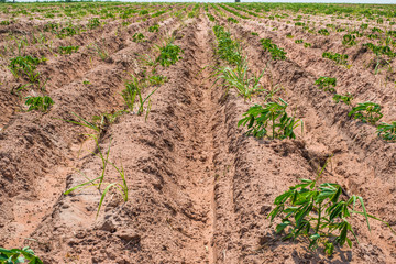 Cassava or manioc plants field in thailand