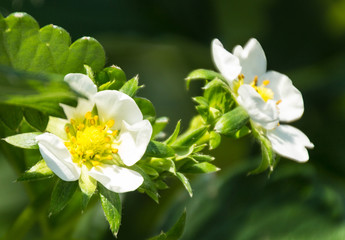 Obraz na płótnie Canvas イチゴの白い花