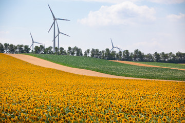 Cereal and Sunflowers Fields view