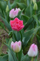 Fototapeta premium チューリップ